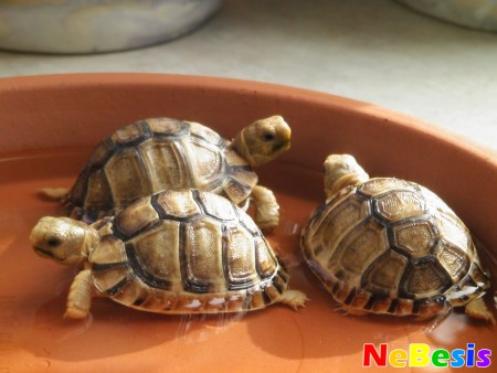 Три черепахи по Фен-шуй